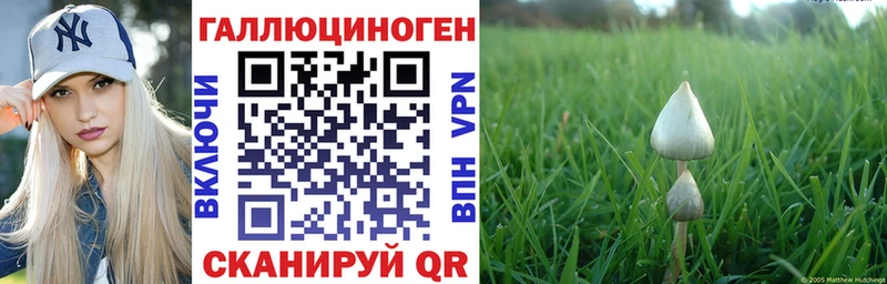 Псилоцибиновые грибы Psilocybine cubensis Новоульяновск